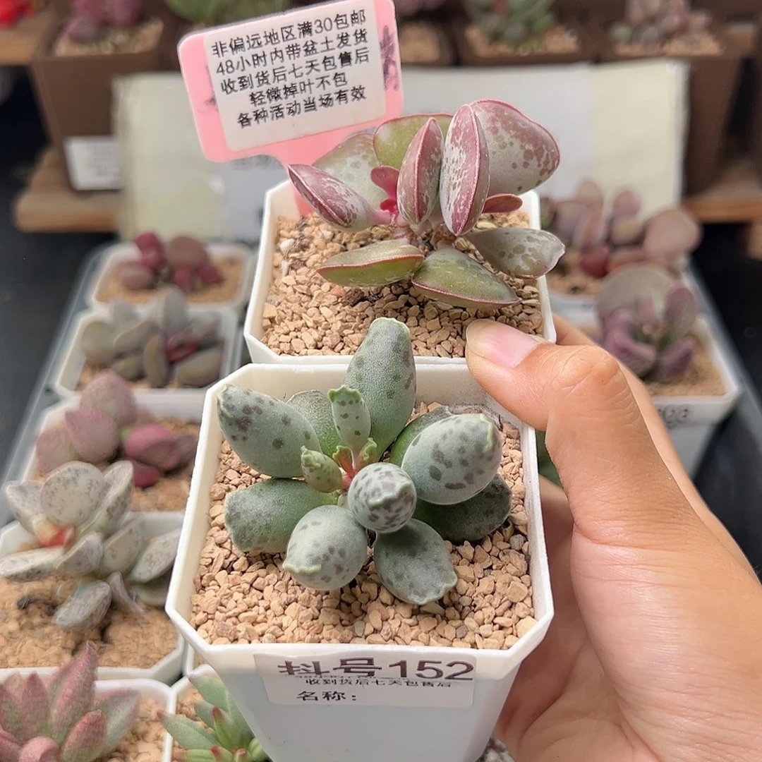 152爱心白肌海豹