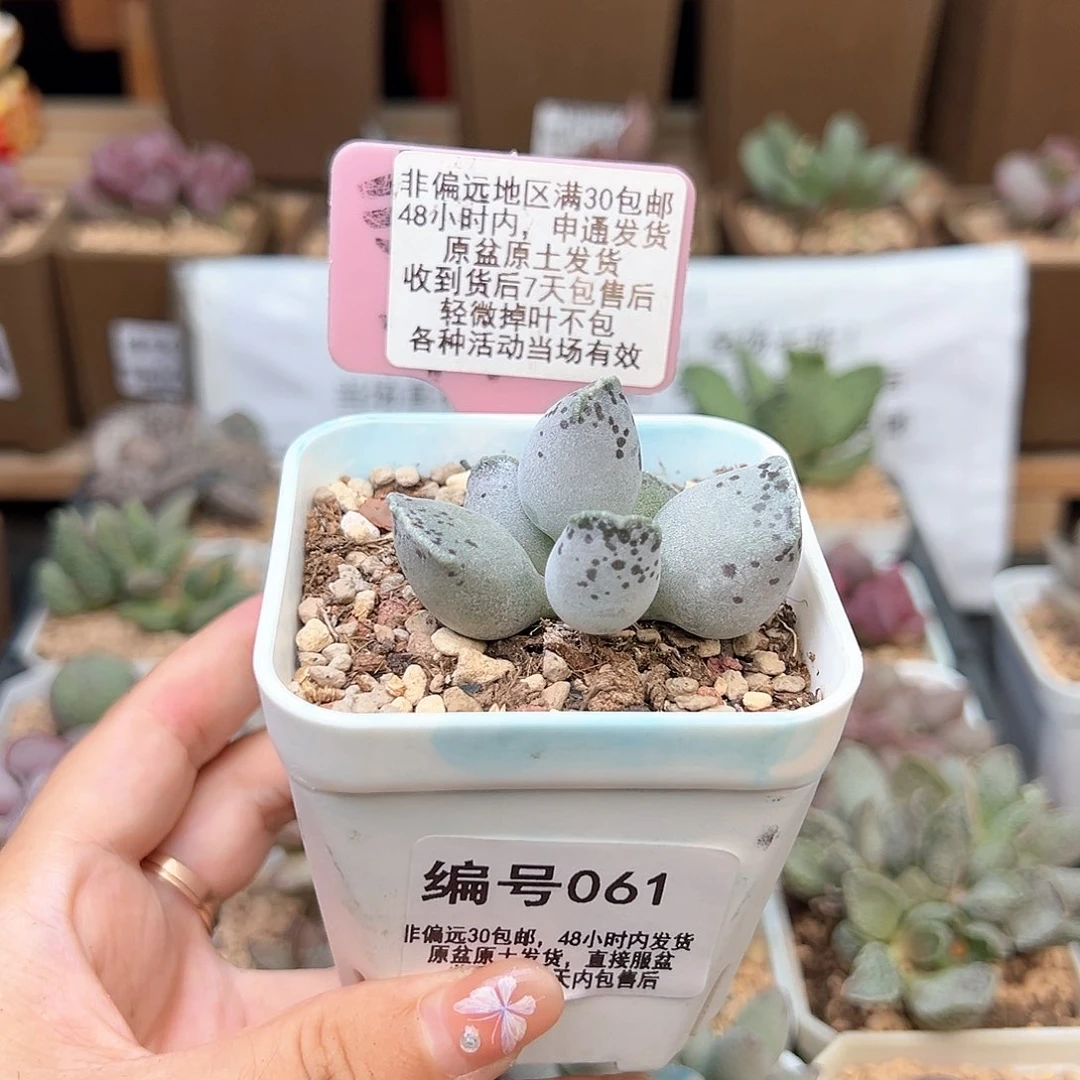 佑**爺061丸叶海豹多肉植物