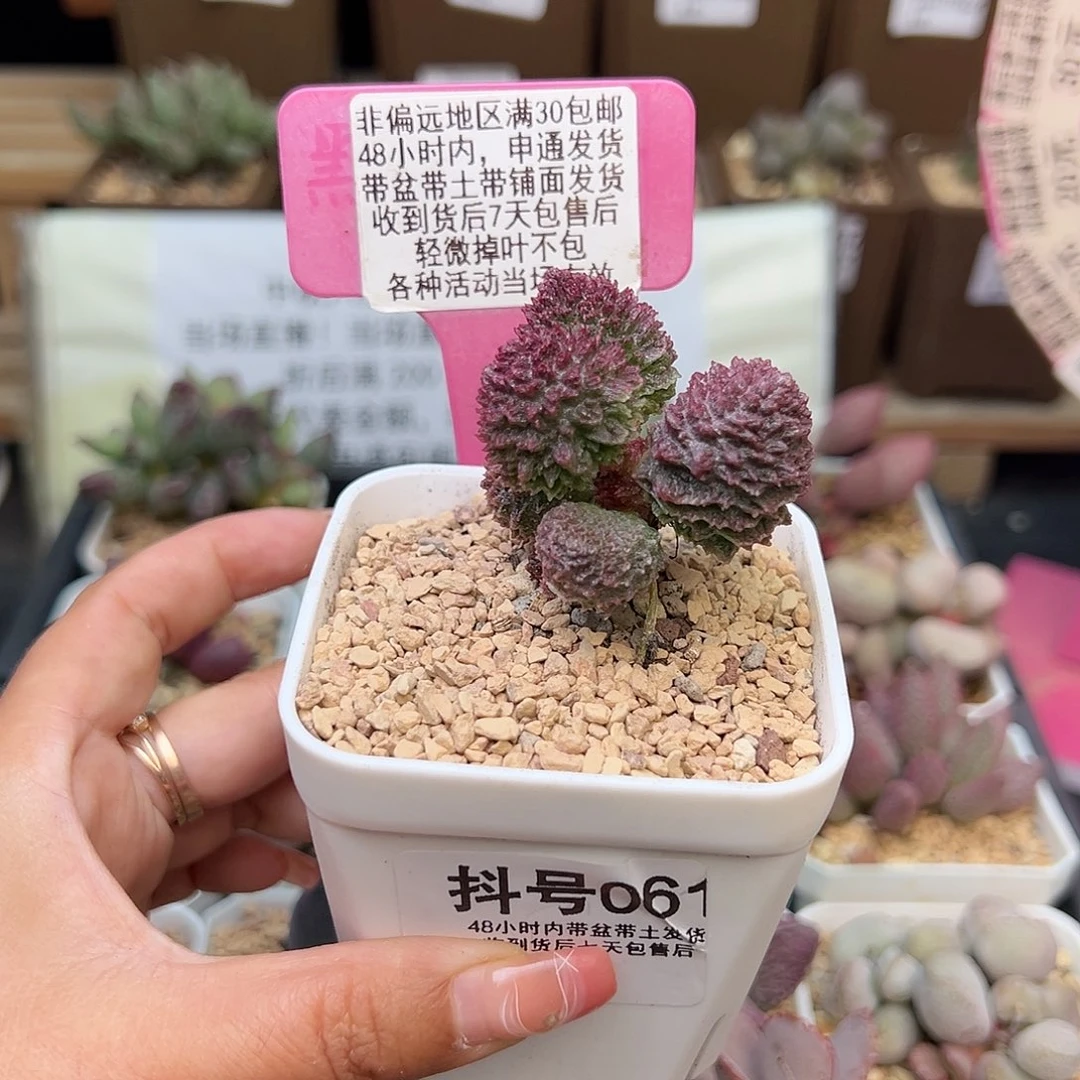 061红绣球多肉植物