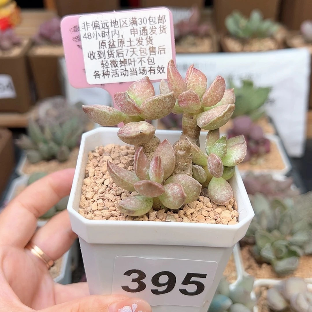 395红舒题多肉植物