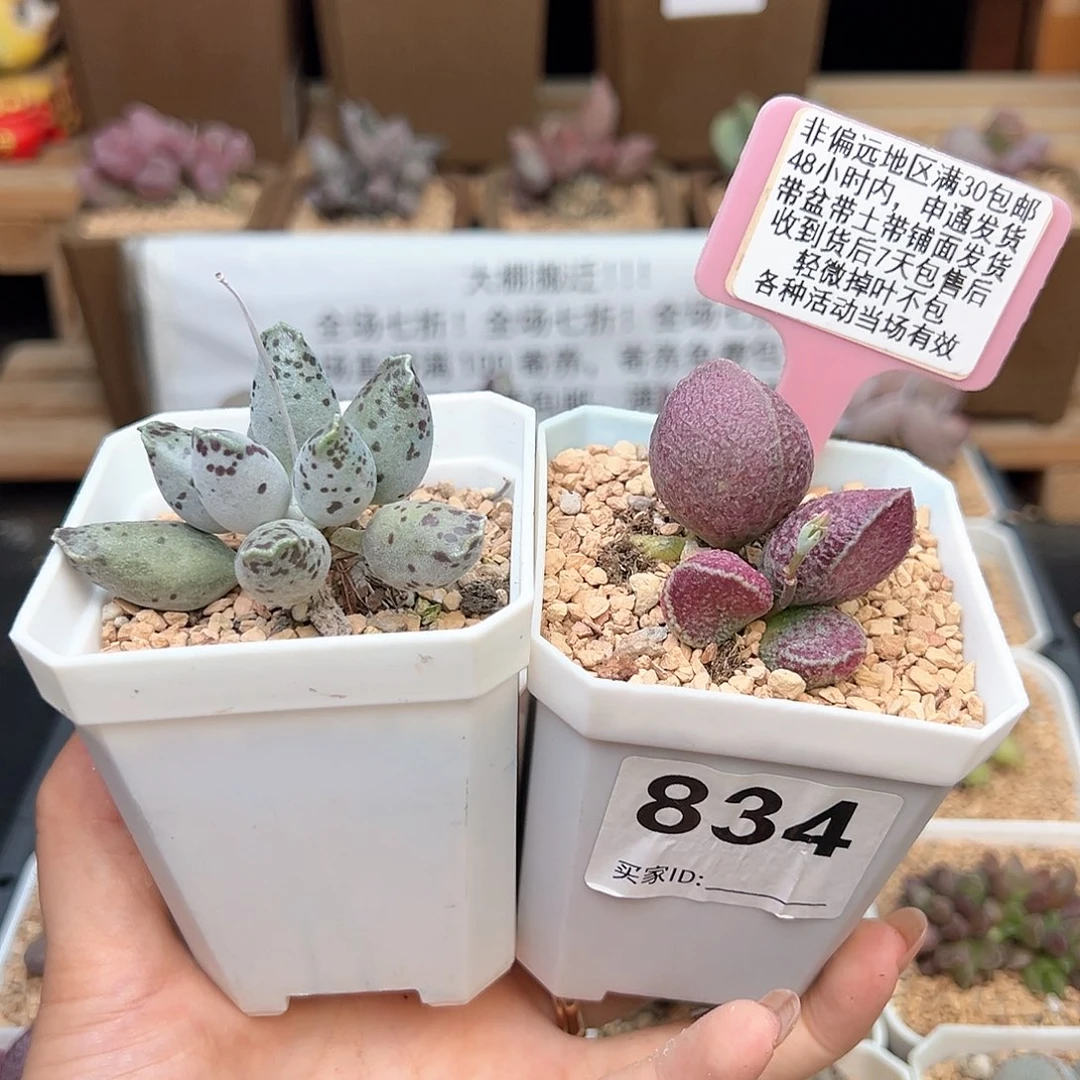 F*生834哈默猪肝白肌海豹多肉植物