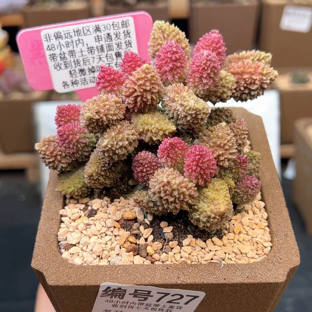727朱紫玉多肉植物