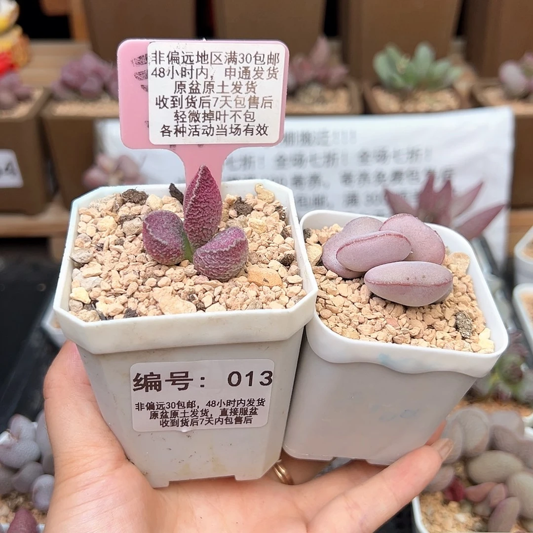 013哈默猪肝白肌红蛋多肉植物