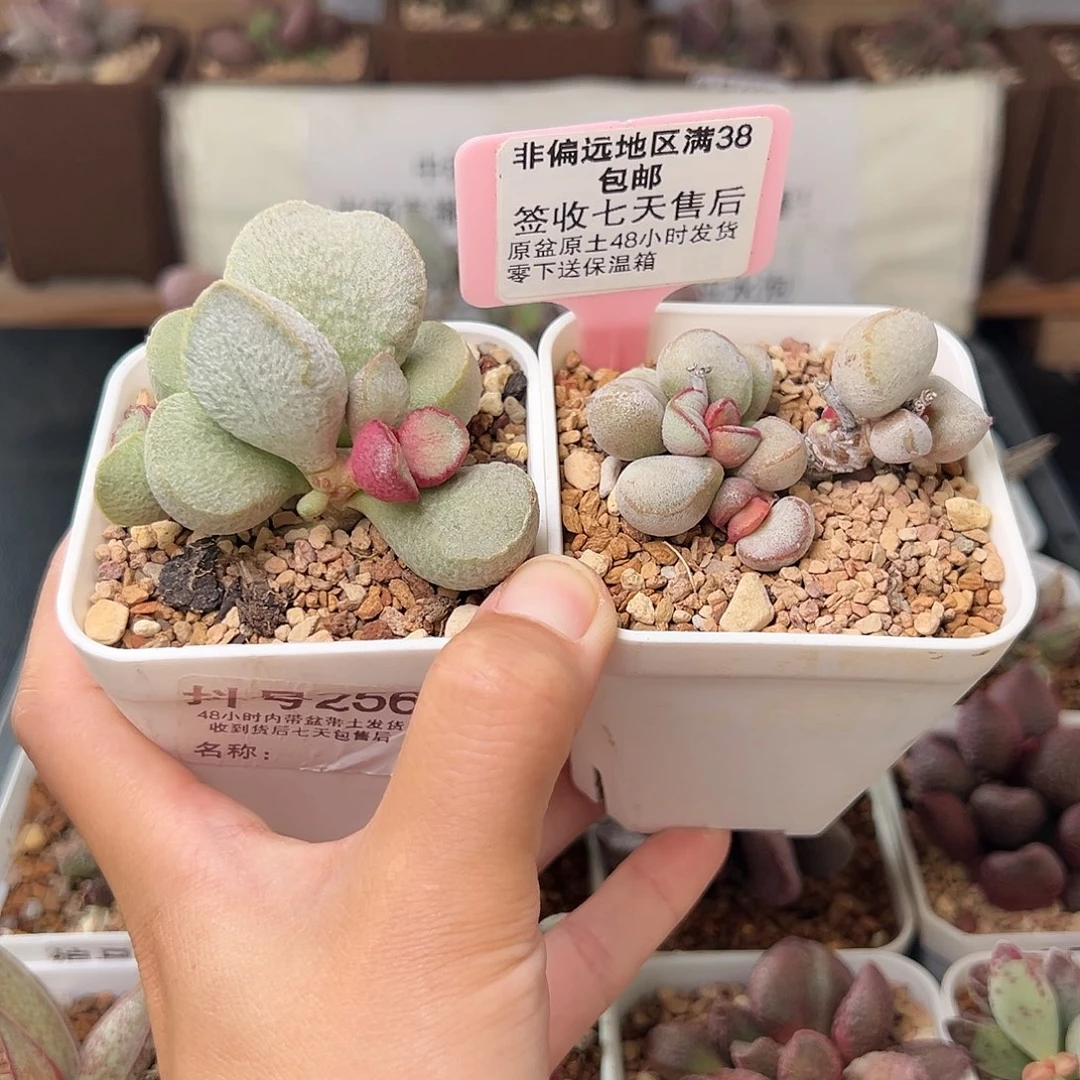 256绿磨砂蛋硬叶白蛋