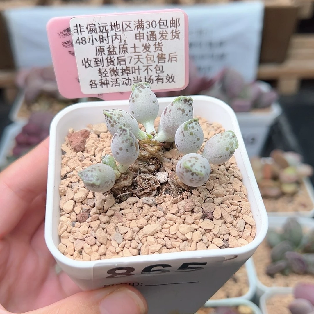 啊*！865达摩海豹多肉
