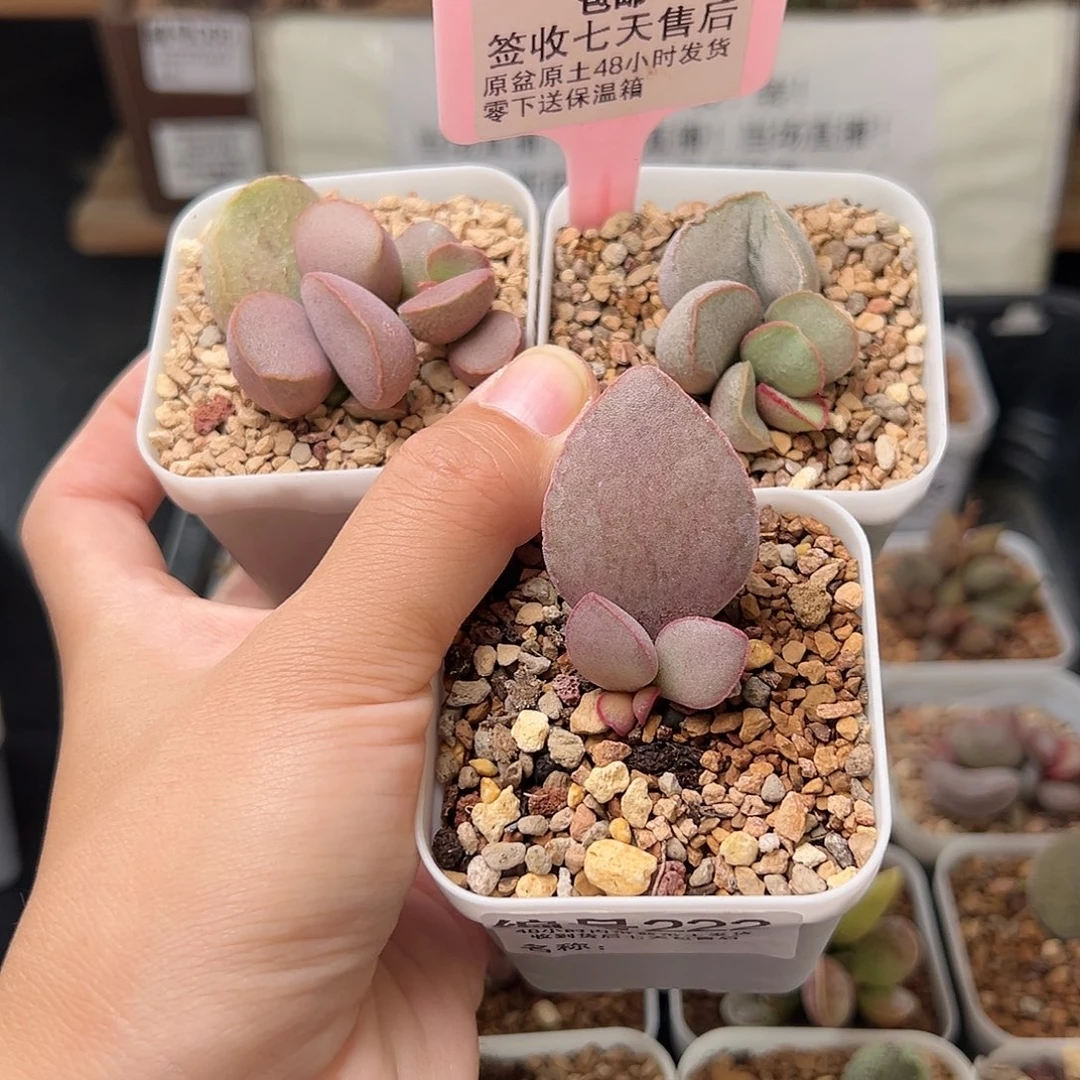 222黛安娜粉雪蛋情人心