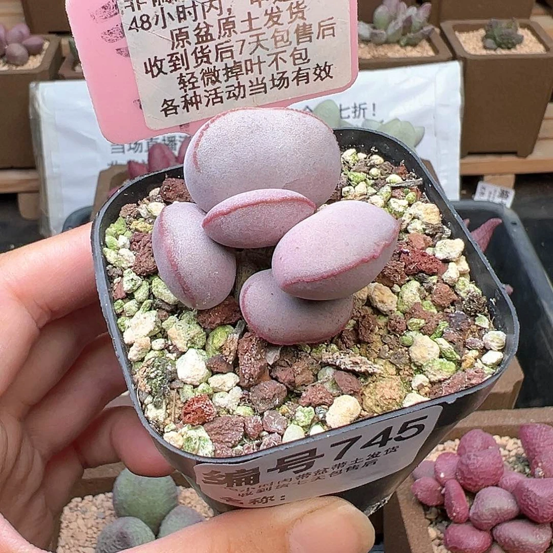 745白肌红蛋多肉