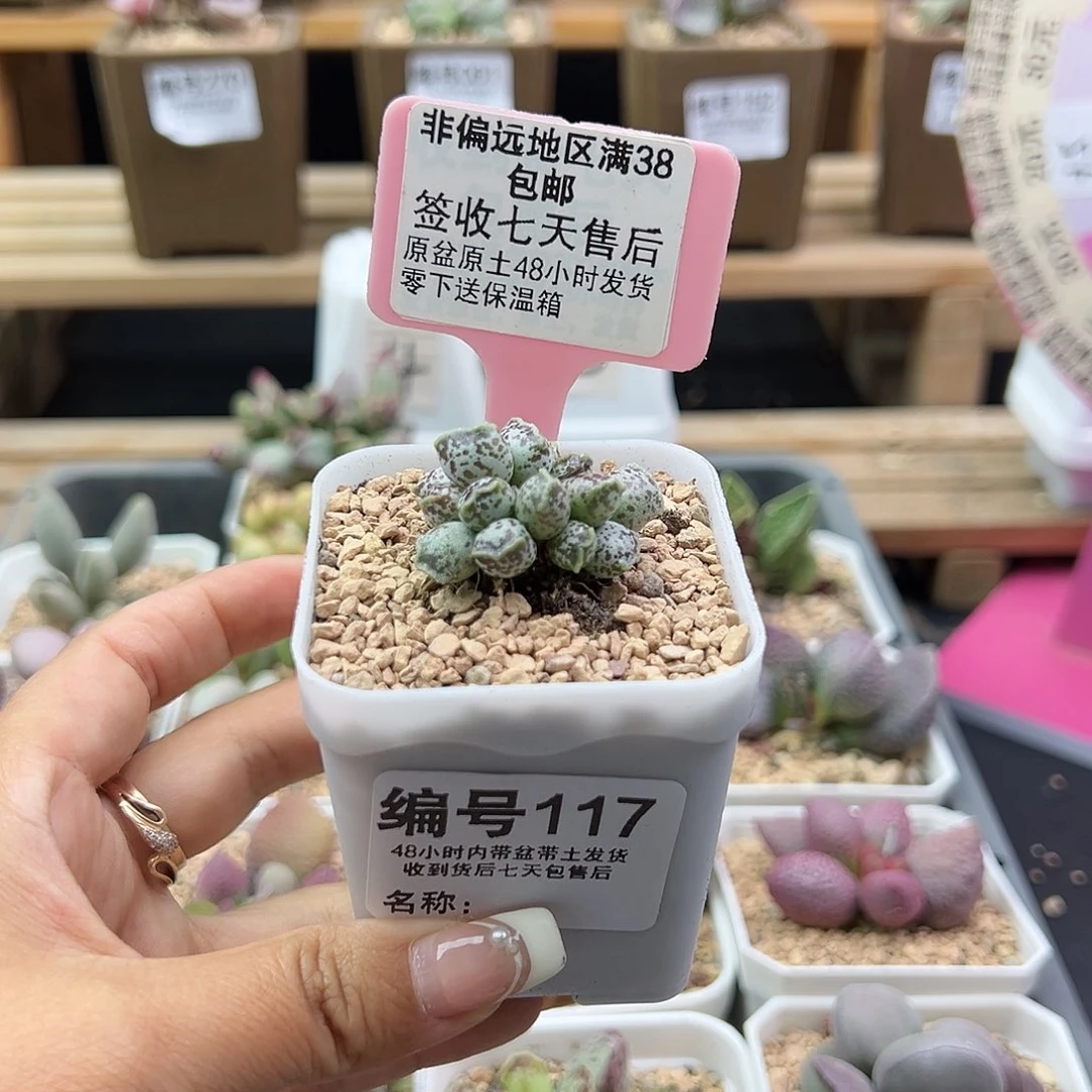 月*薰117达摩海豹多肉植物