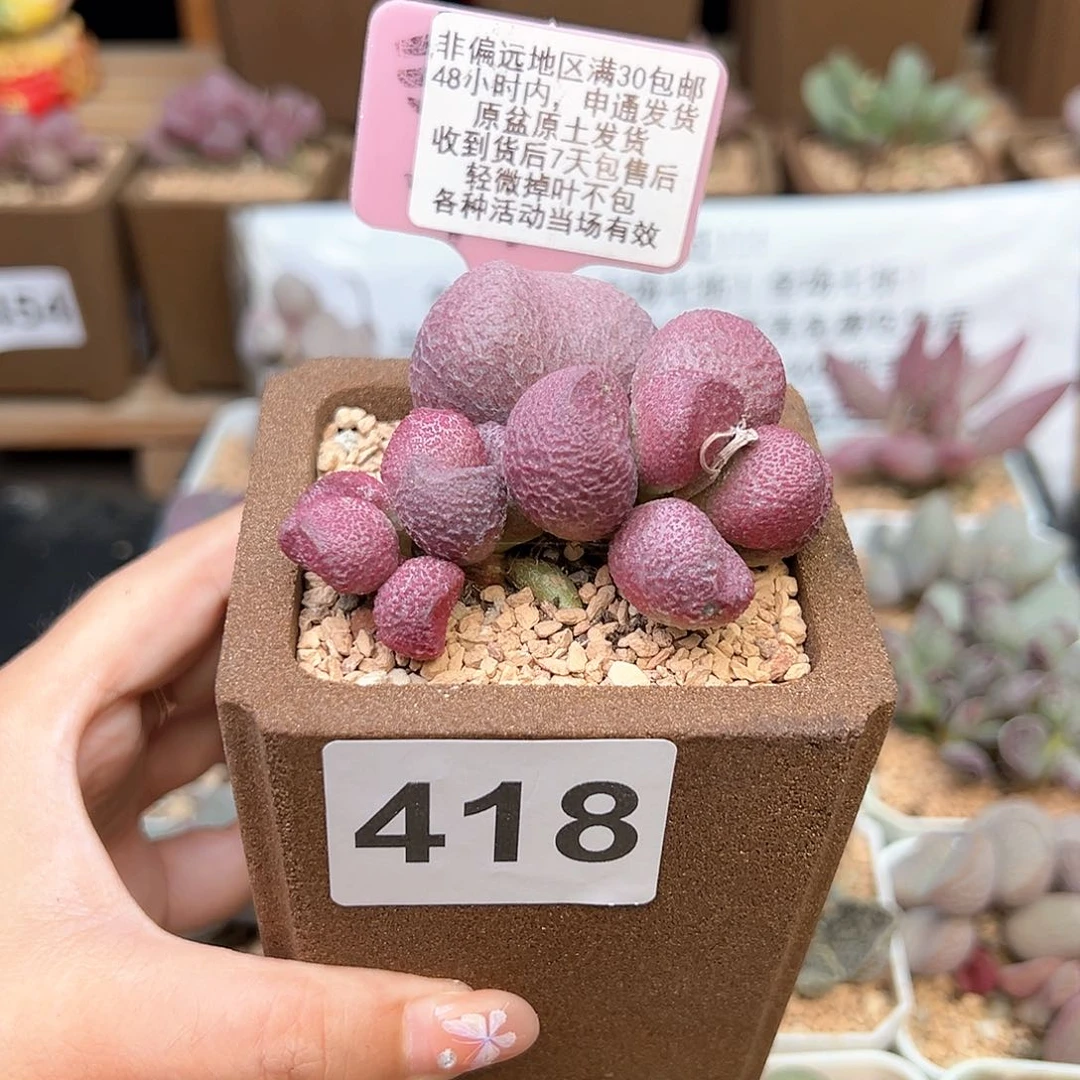 418红烧肉多肉植物