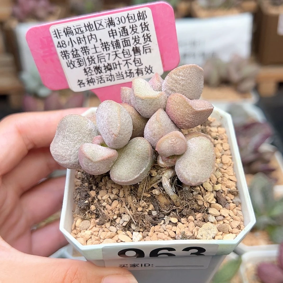 963黛安娜多肉植物