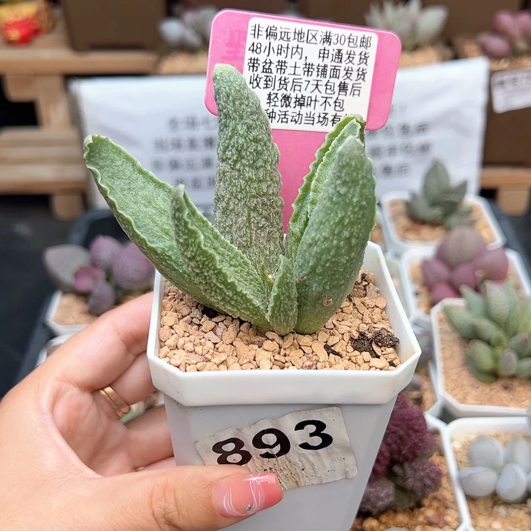 893绿皮多肉植物