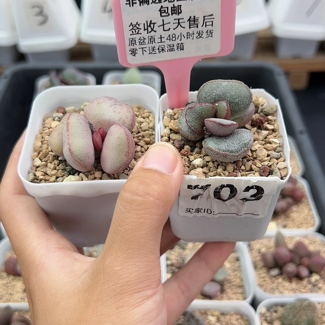 703白肌红蛋饺子多肉