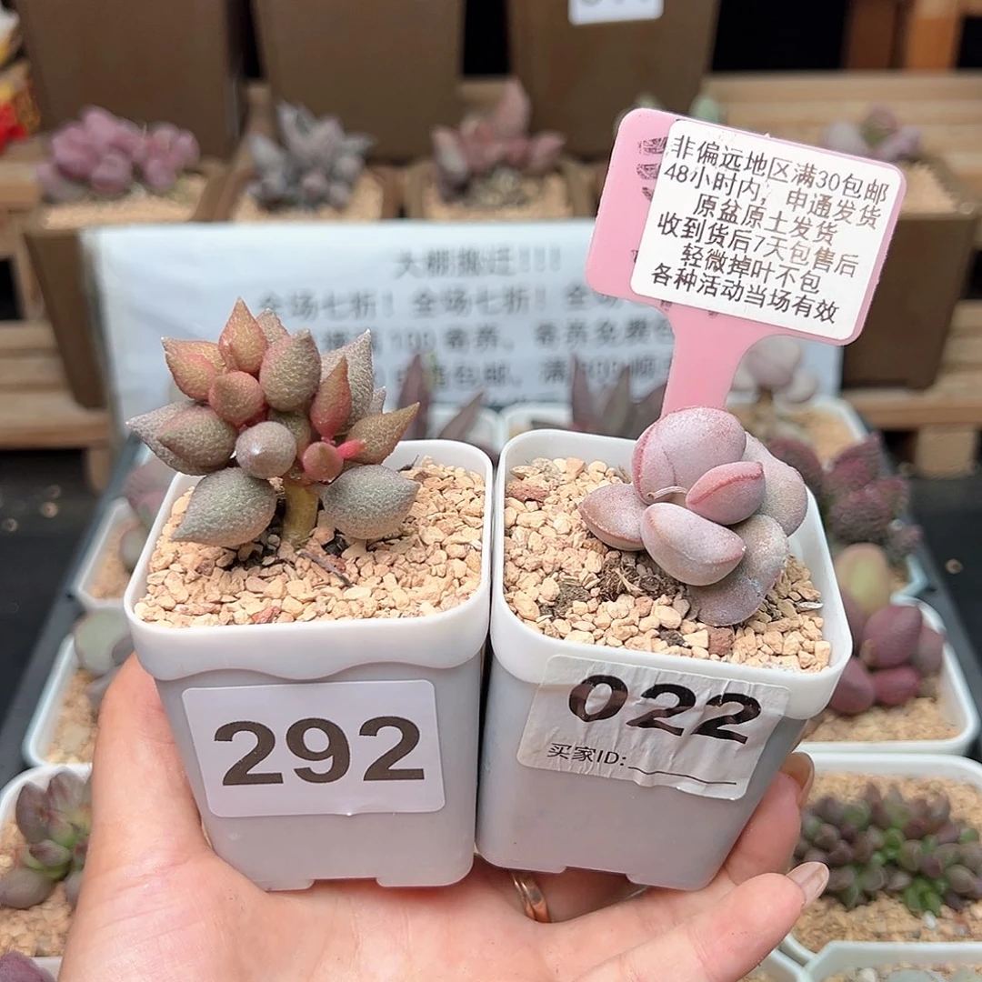 莉292小辣椒白肌红蛋多肉