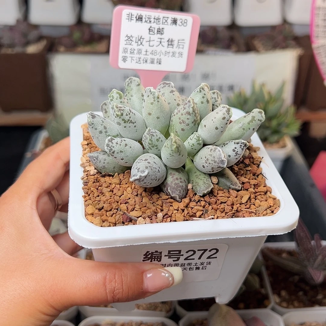 小*合272白肌海豹多肉植物