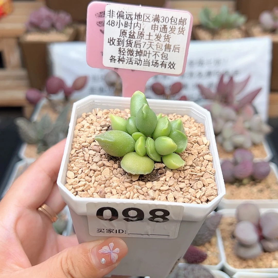 098全紫海豹多肉植物