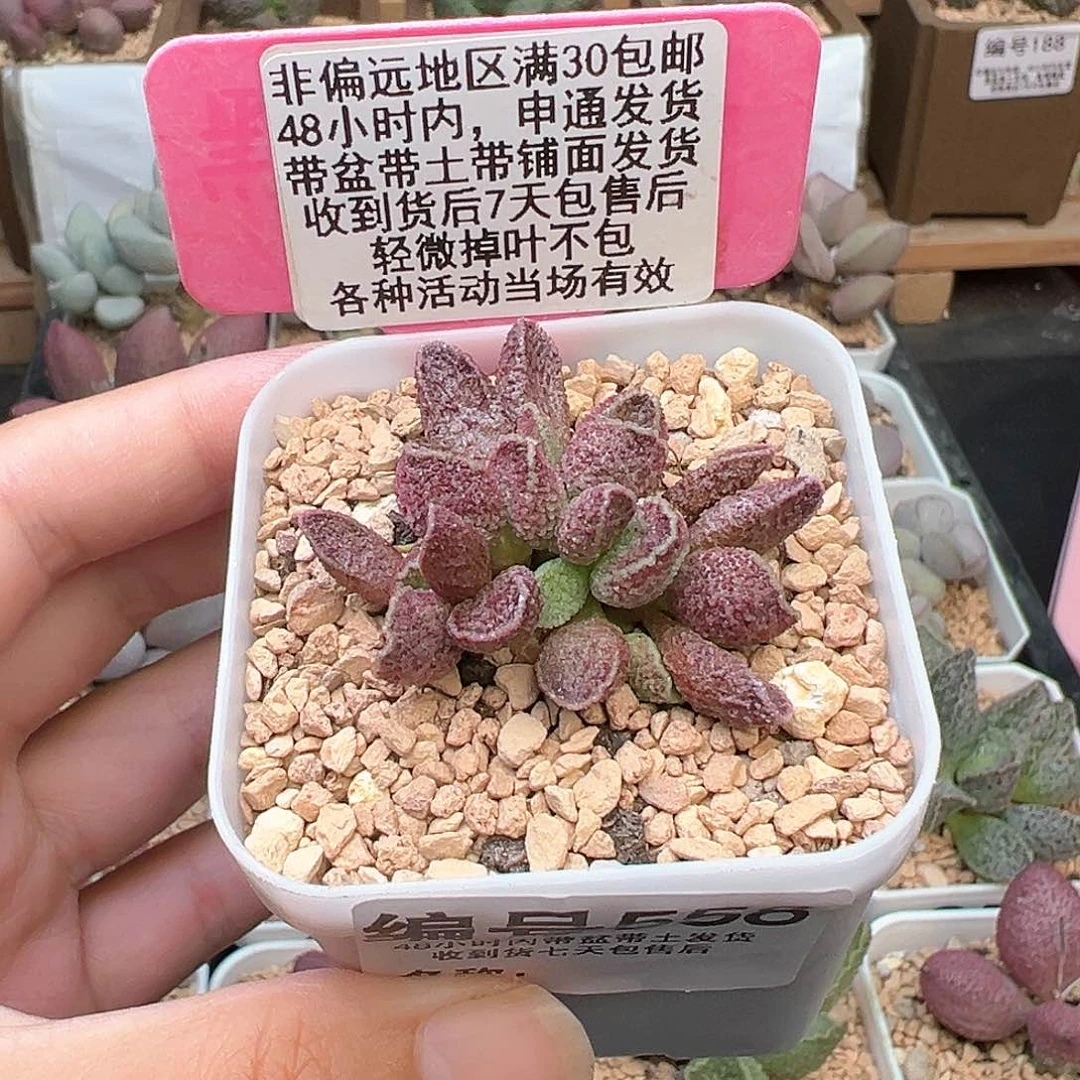 558夜魔多肉植物