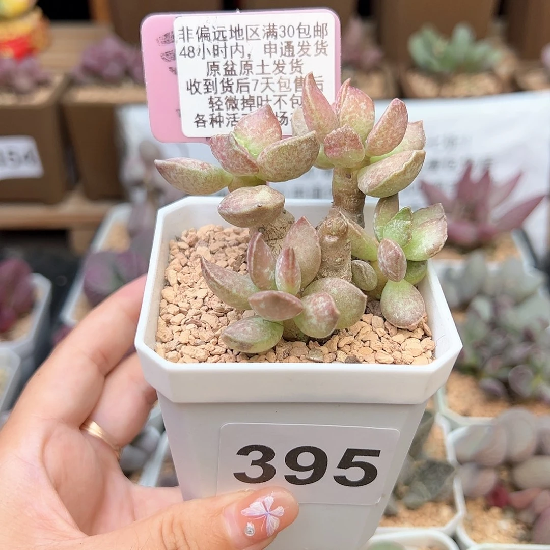 395红舒题多肉植物