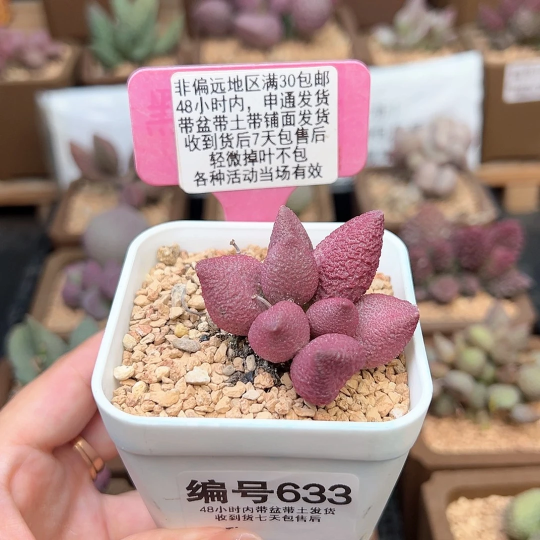 633赛腹部多肉植物