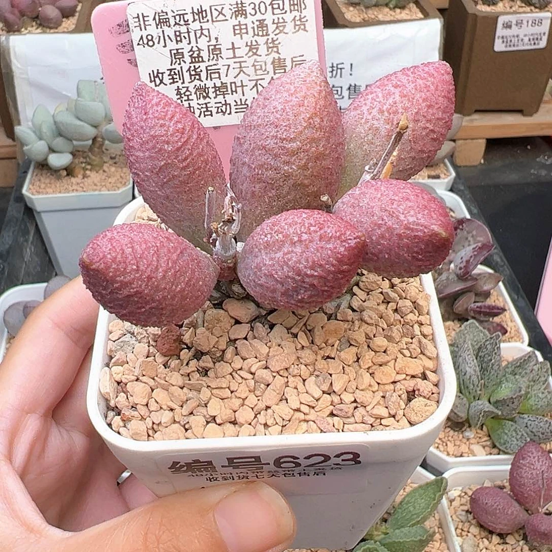 623服部多肉植物