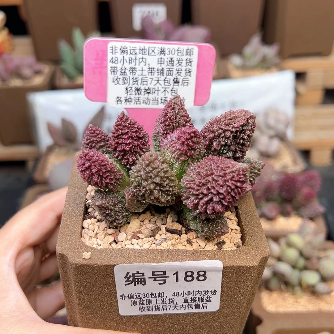 188朱紫玉多肉植物