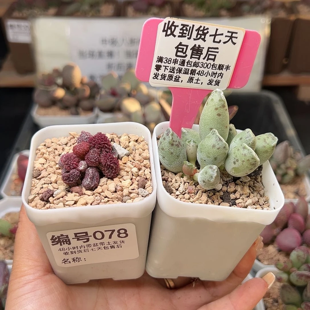 我****呀078朱紫玉白肌海豹多肉植物