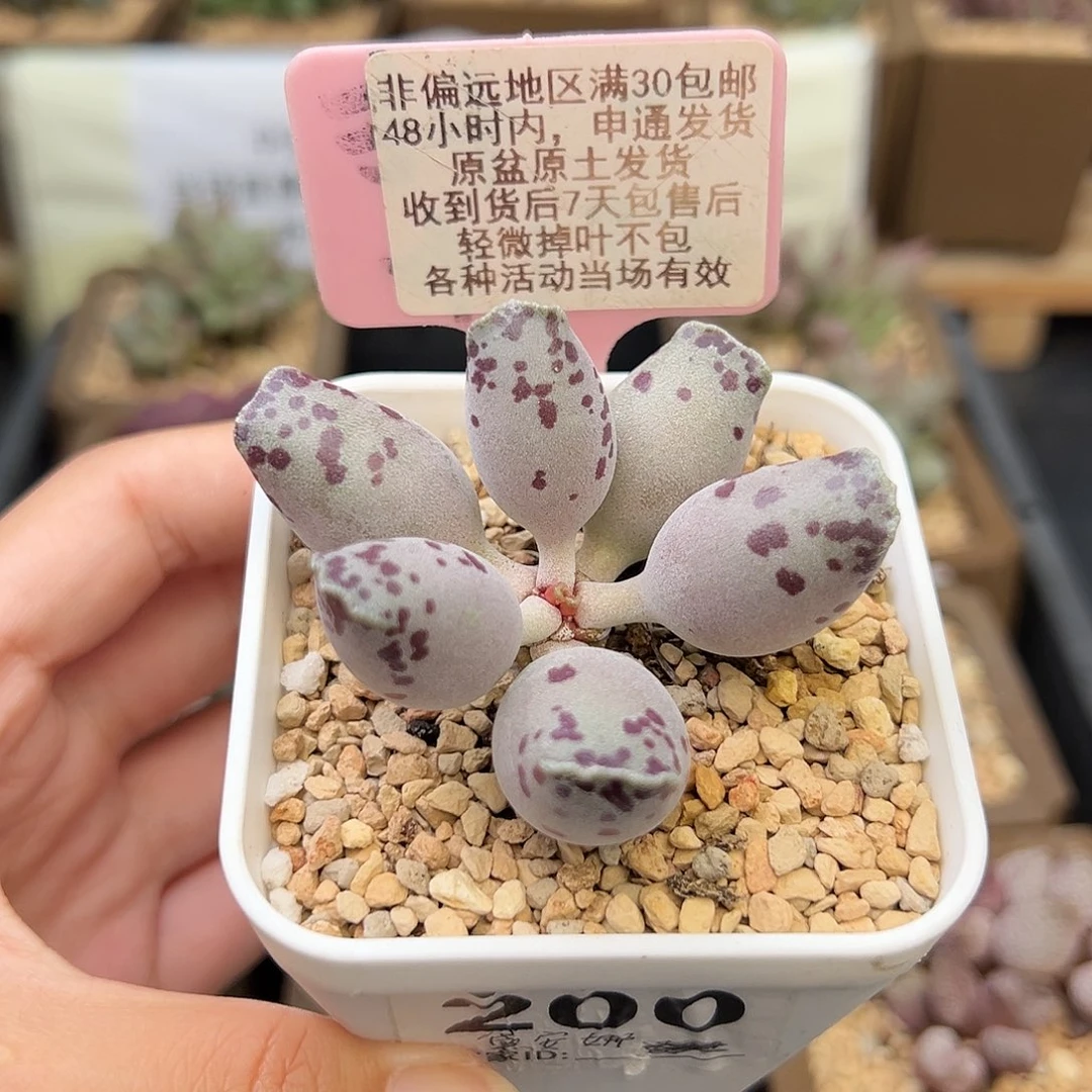 飞**鱼200粉海报多肉植物