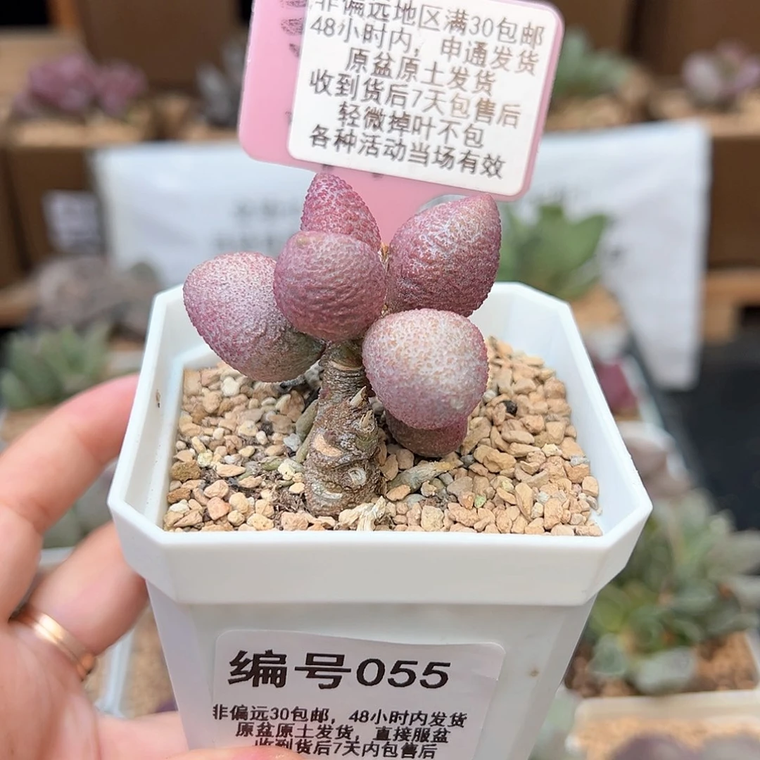 055服部多肉植物