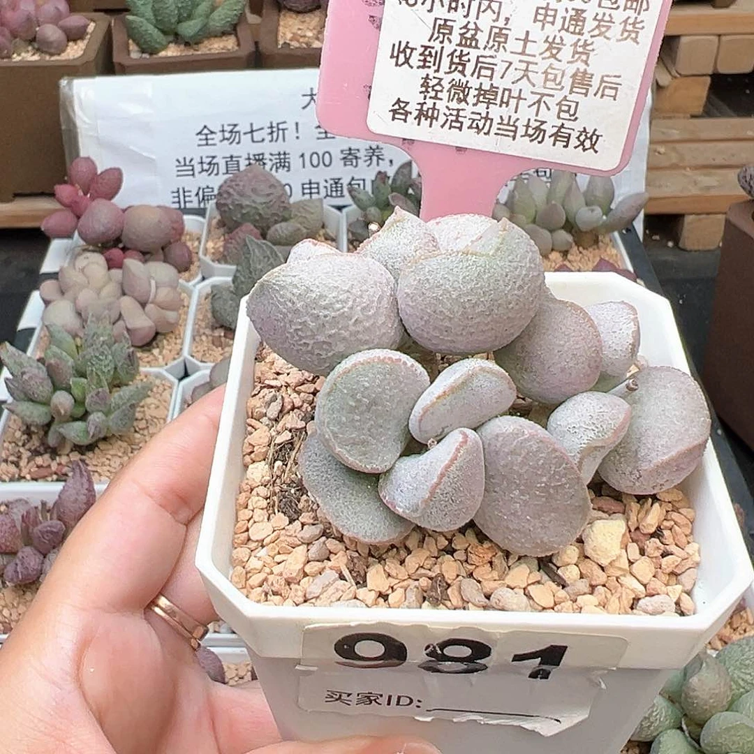 981粉雪蛋多肉植物
