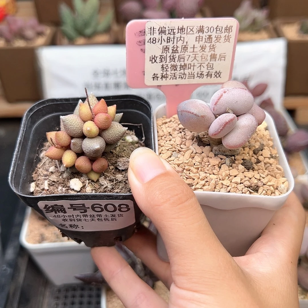 608小辣椒白肌红蛋
