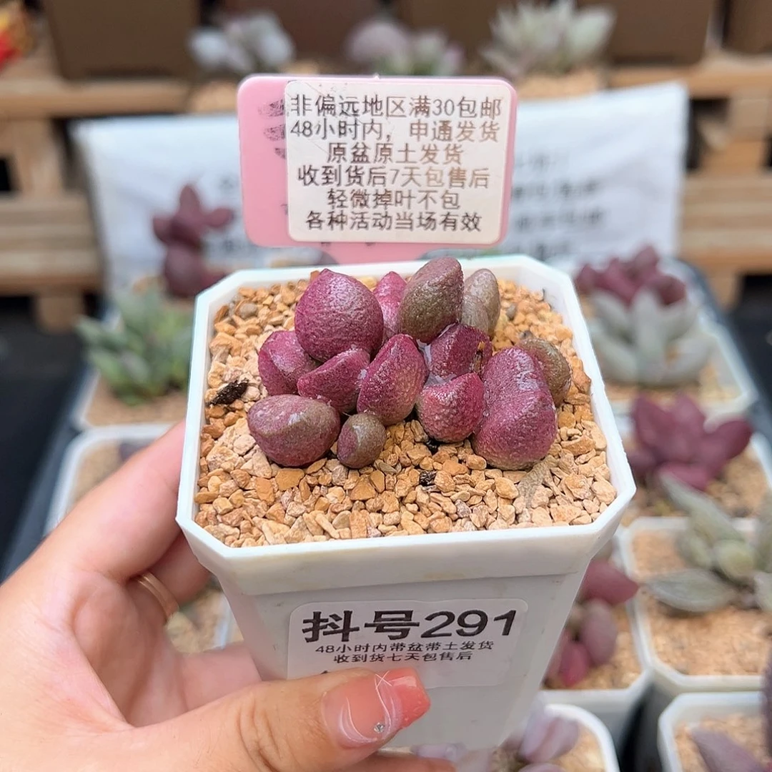 291夏娃多肉植物