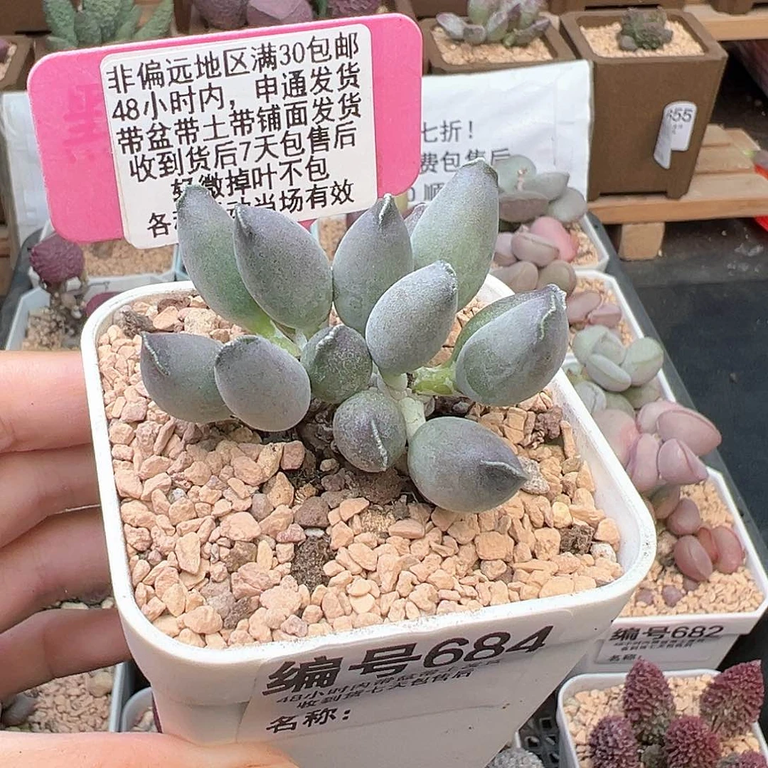 684紫肌海豹多肉