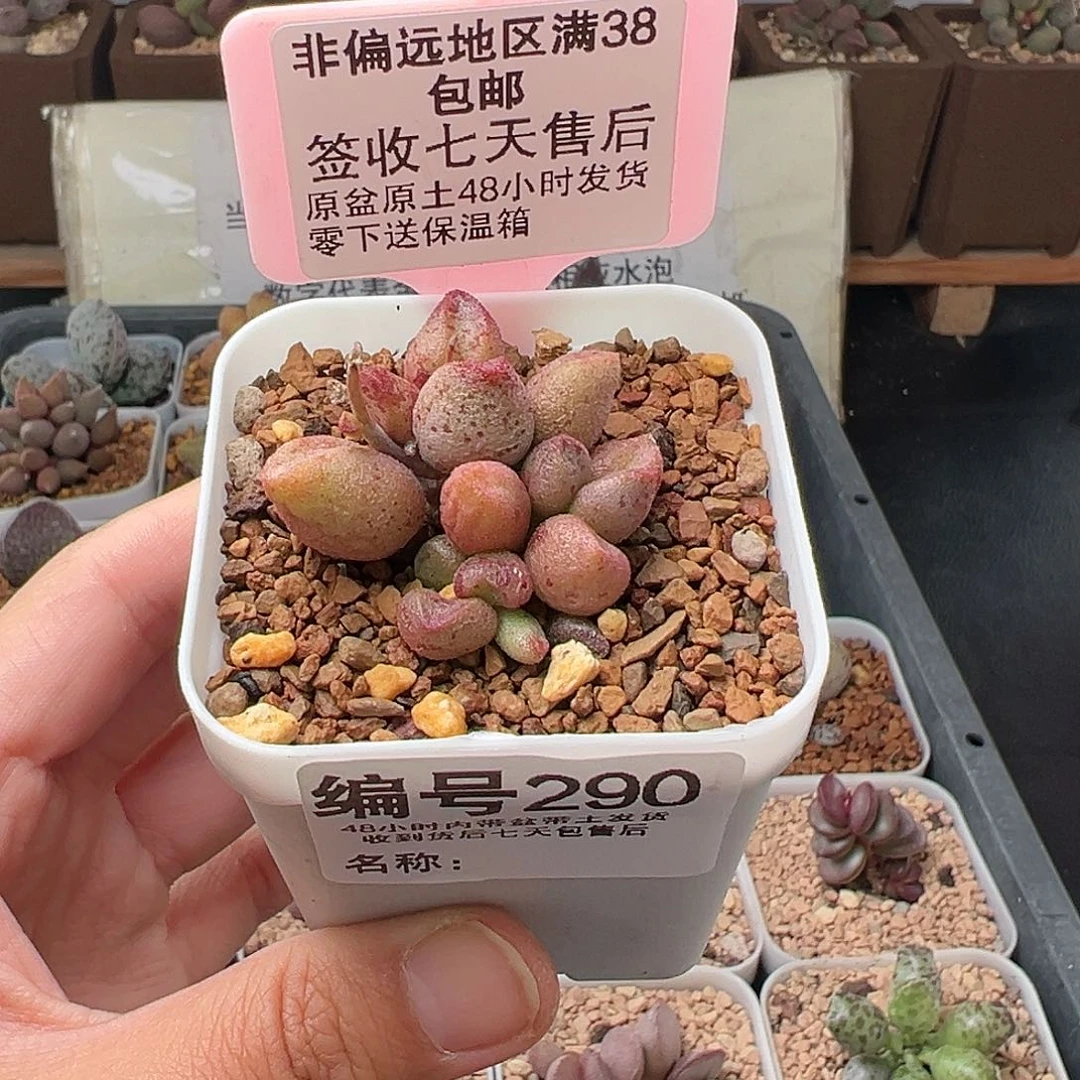 堇290蜜桃格林多肉
