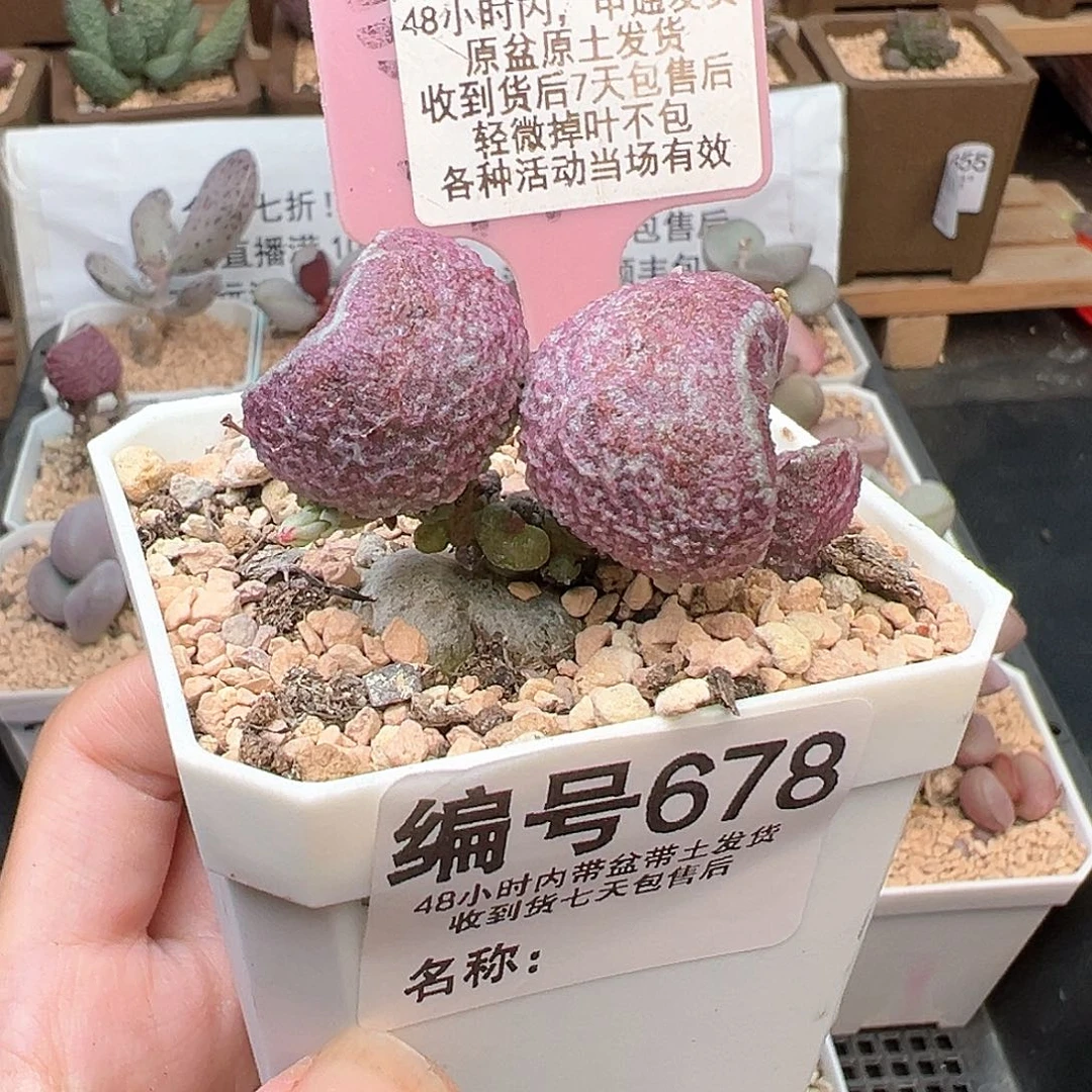 678丸叶哈默猪肝