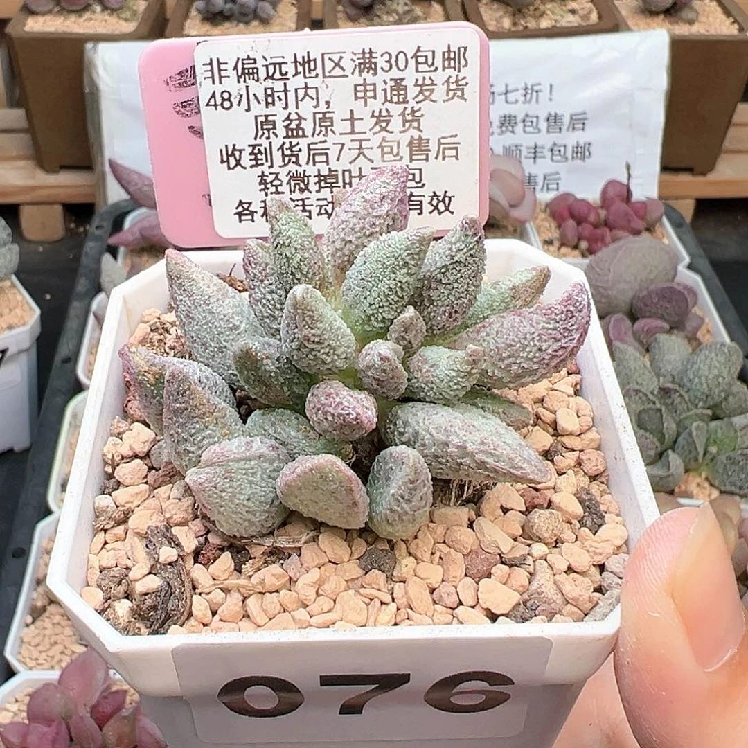 076七彩仙女多肉