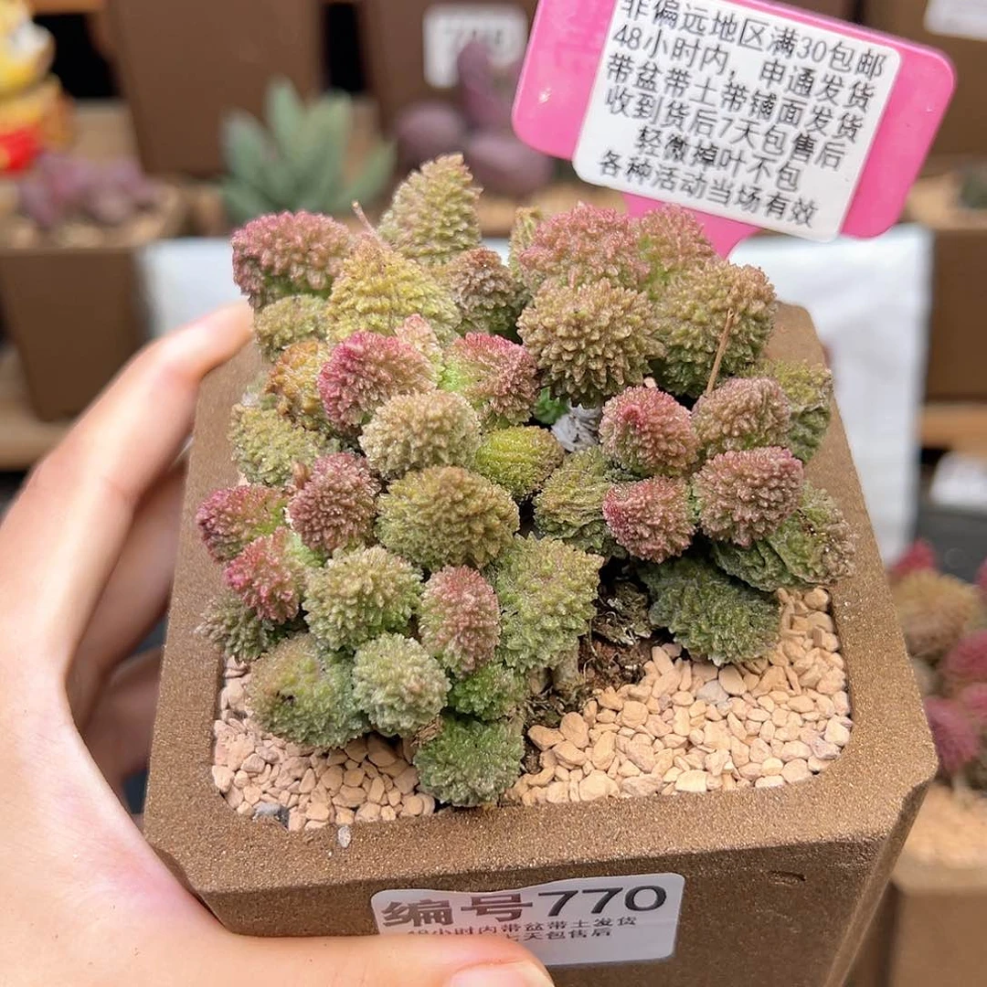 770朱紫玉多肉植物