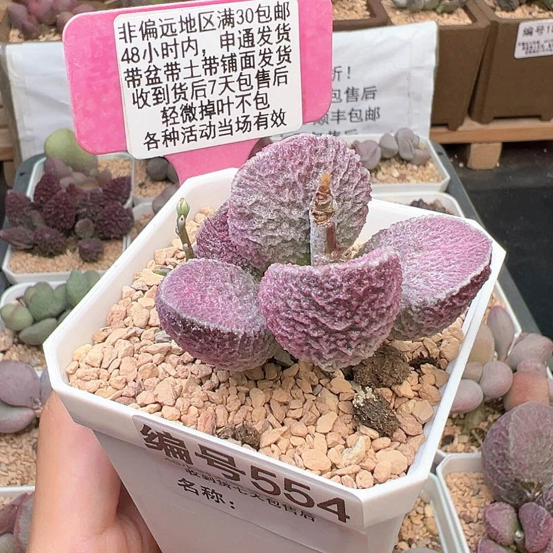554哈默猪肝多肉