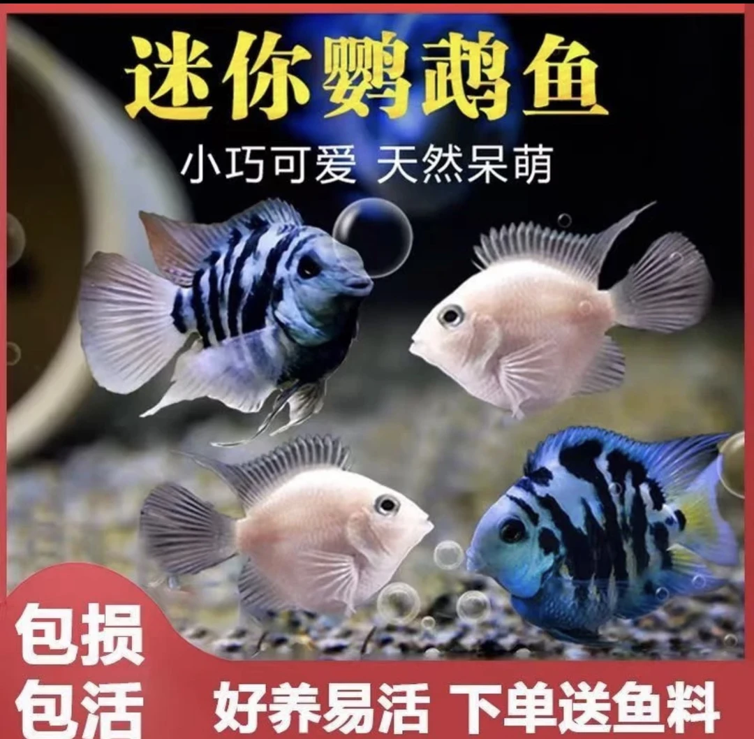 精品桃心迷你鹦鹉鱼缩尾皮实好养热带淡水鱼配对小型鱼宝蓝白金