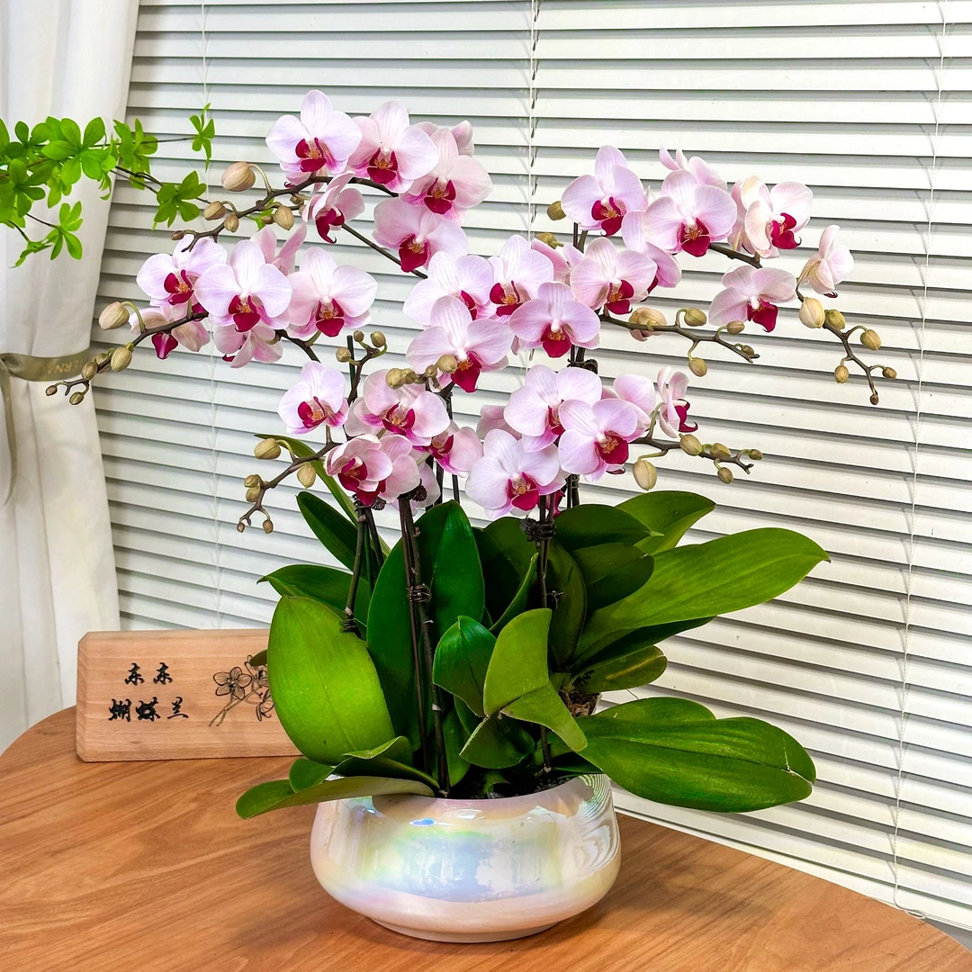 【貂蝉-蝴蝶兰】轻奢 中式 禅意 绿植盆栽  年宵花 送礼