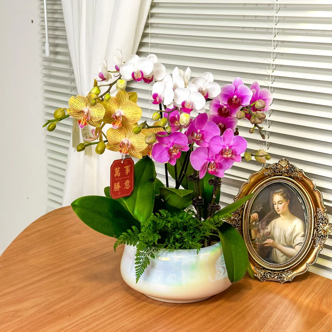 【全家福-蝴蝶兰】中式 鲜花 禅意 高端绿植盆栽 送礼装饰 年宵花