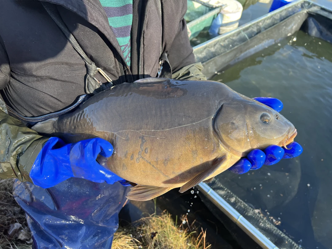 野生冷水 鲤鱼 三道鳞 5-10斤 冰鲜发货