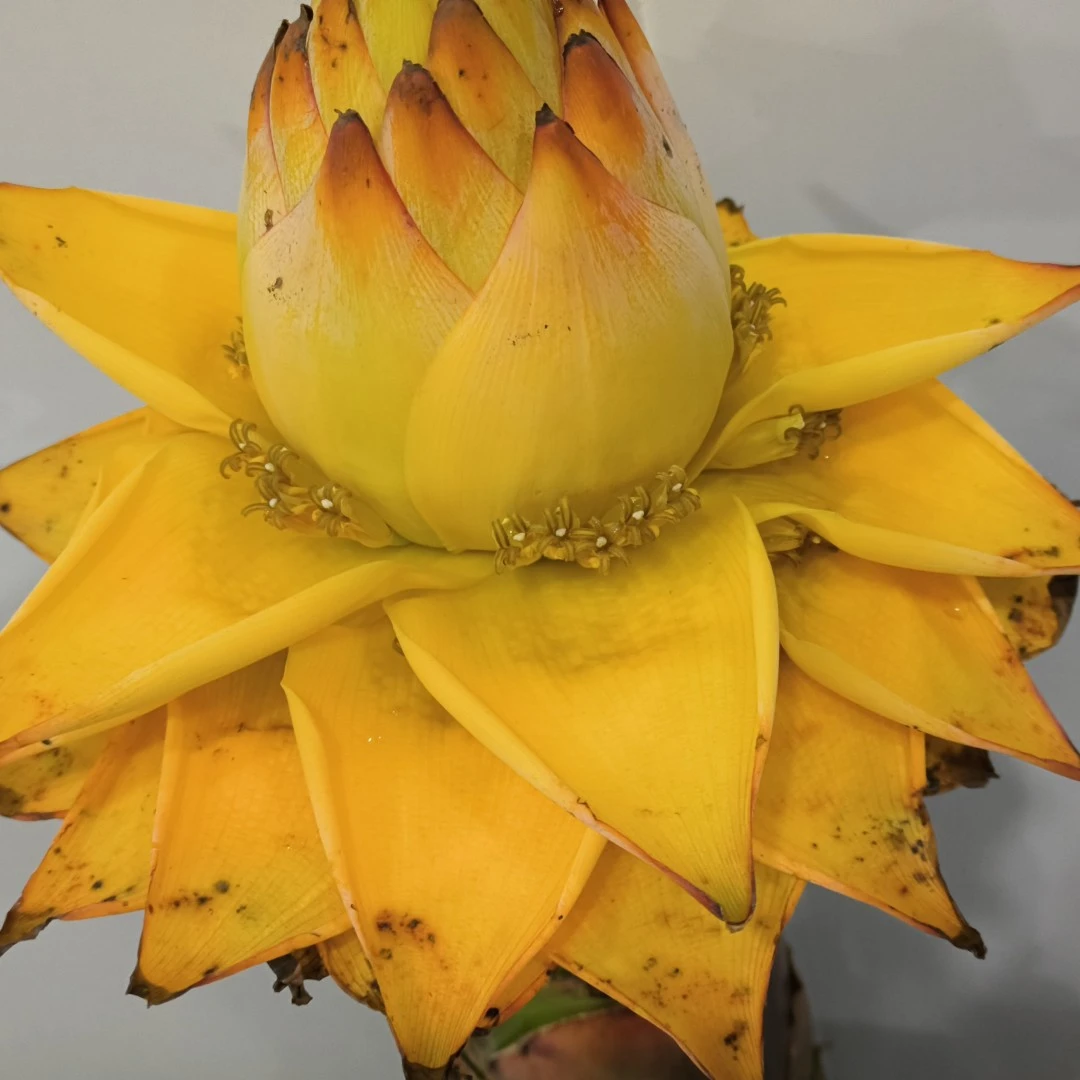 地涌金莲花红莲花盆栽 佛莲千瓣莲花地金莲不倒金钢 五树六花
