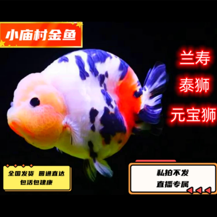 商品玛丽泰狮/短尾狮/兰寿适合新手，包邮开箱包活适合新手玩家