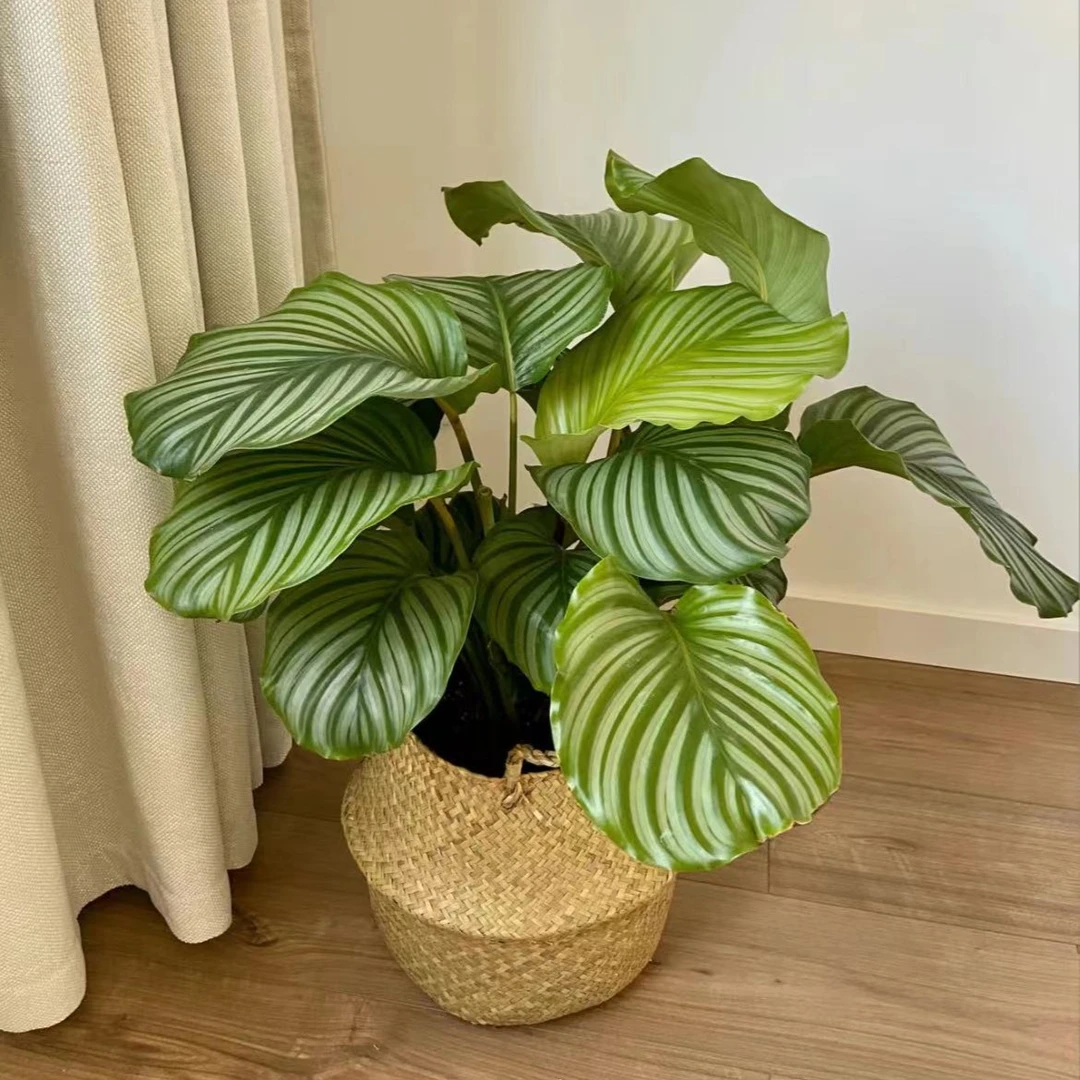 美观青苹果竹芋室内植物北欧风客厅绿植吸甲醛净化空气观叶