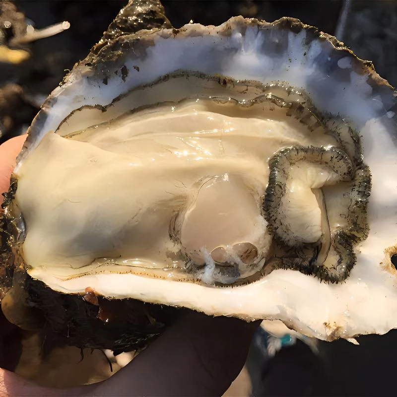 大连长海县现扩海蛎肉活扩生蚝肉牡蛎肉500克新鲜深海干净