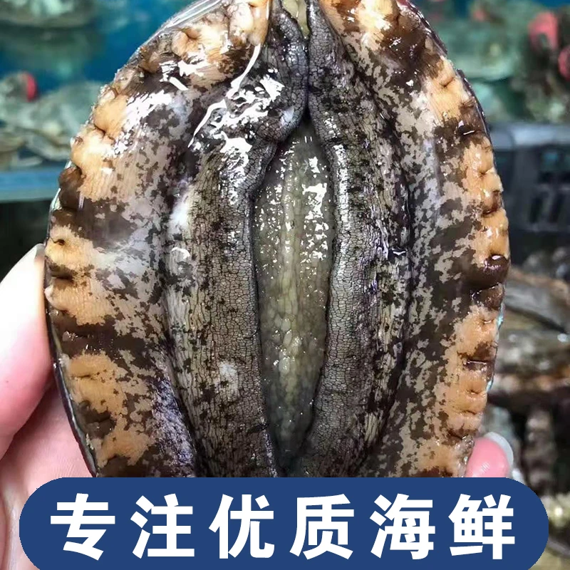 大连海鲜鲍鱼1000克10只海捕鲜嫩保鲜肥美美味严选饱满鲜嫩产品