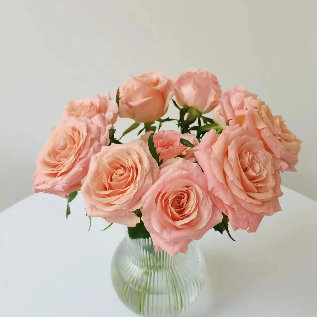 云圃花卉【微光玫瑰花】稀有色系暖色调微光玫瑰云南空运直发高品质