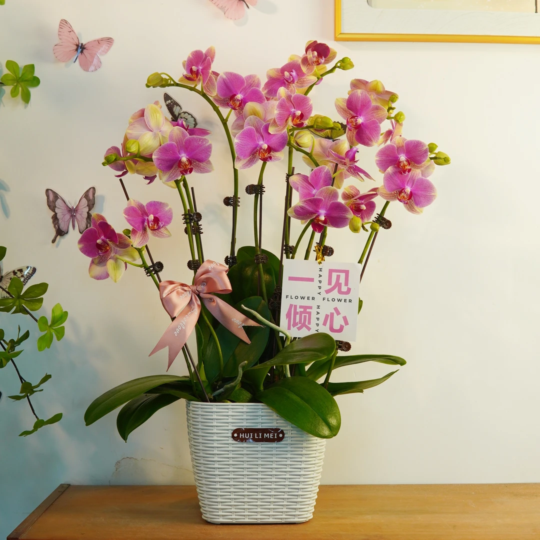 【多彩玲珑】鲜花蝴蝶兰 艺术组盆 花期长 花量大