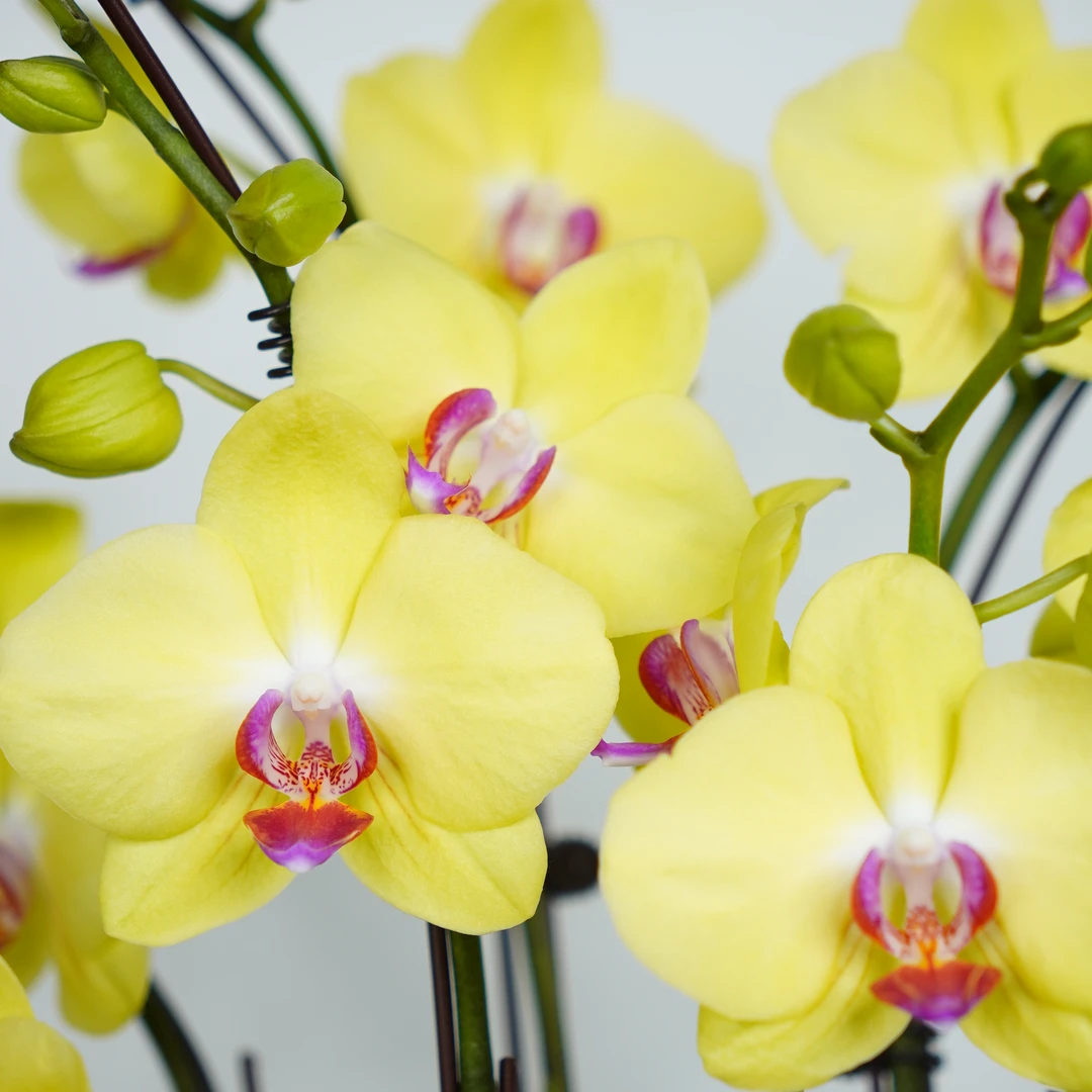 【富乐夕阳】室内蝴蝶兰花盆栽开花株 四季好养护绿植叶片