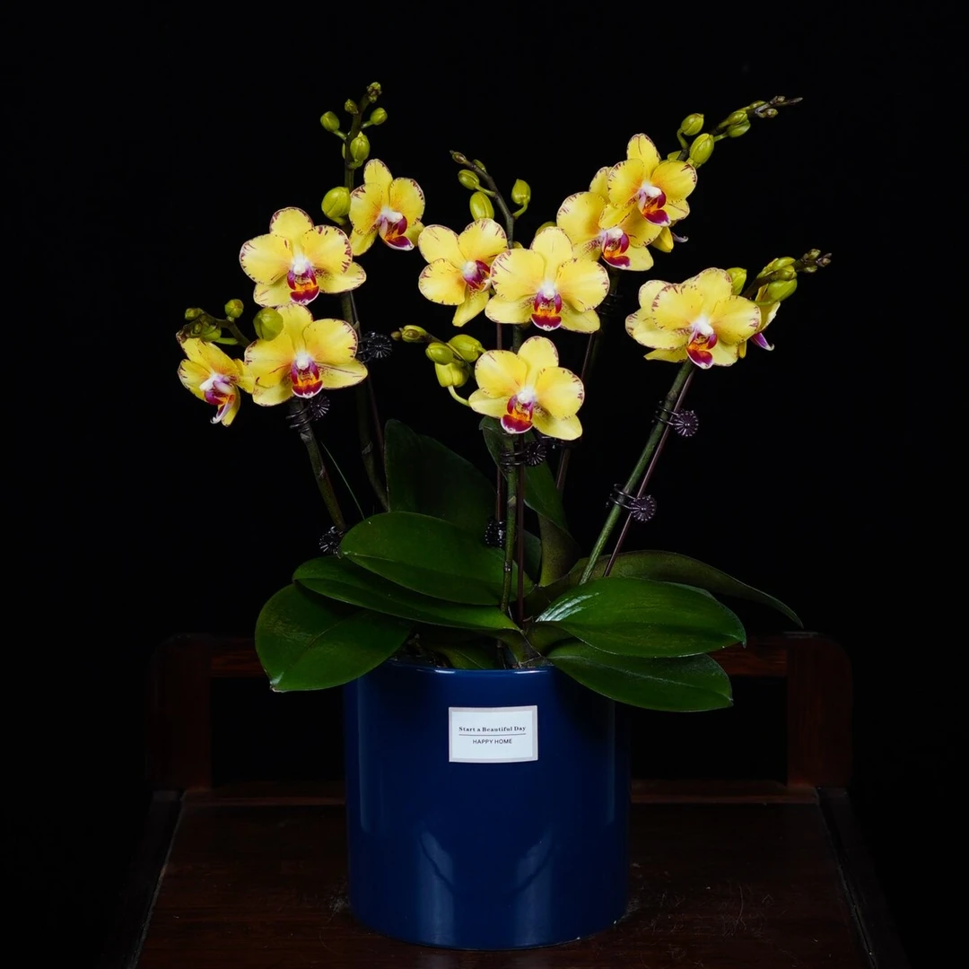 【金镶玉】甄选蝴蝶兰 欧品 花量大 花期长 好打理