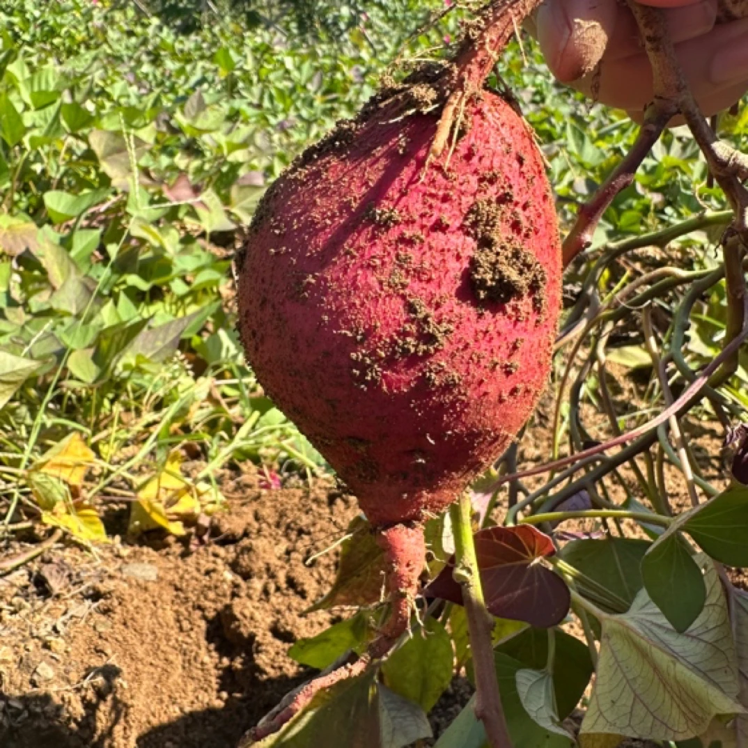 2024年密云本地沙土地西瓜红红薯